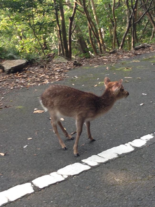 屋久島観光といわさきホテルと 快晴の宮之浦岳登山 屋久島 鹿児島県 の旅行記 ブログ By きょんさん フォートラベル