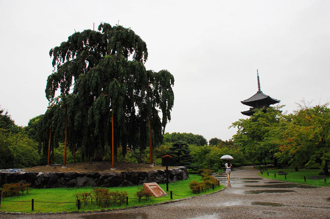 古くて大きな枝垂れ桜が。