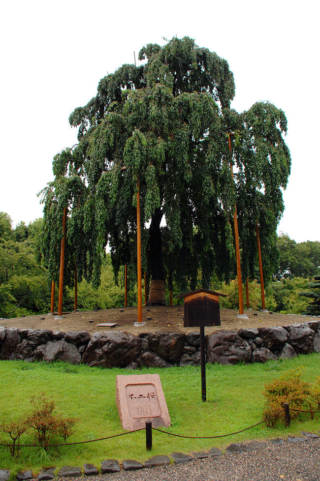 余り見掛けないような珍しい桜と思ったら、名前も「不二桜」ですって。