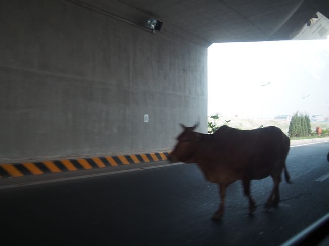 ドライバーさんが急ハンドルを切ったと思ったら、道の真ん中に牛が！<br /><br />びっくり。<br /><br />よく見ていると、空港から市内に向かう途中の、道路の脇の畑には、<br />牛がいるのが時々見えました。<br /><br />のどかだなあ。<br />でも、道路に出たら危ないぞー。