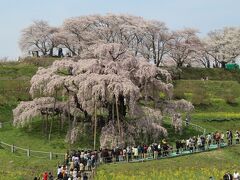 三春の滝桜
花見ケ丘から見下ろします