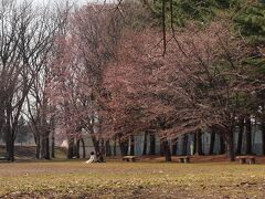 4月27日

新千歳空港に降り立つや否や、ランチもそこそこに恵庭公園へ春の使者たちを探しに。
日当りのいい広場ではエゾヤマザクラが咲き出していました。
今年初めて見る桜に感動です！！
