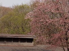 ５月１日

苫小牧／緑ヶ丘公園のエゾヤマザクラ
良く見ると、まだまだ蕾があります。
