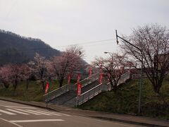 ４月３０日

北海道入りして３日目、暑いほどの好天続きだったからでしょうか、ドライブの帰りに立ち寄った新夕張駅前でエゾヤマザクラが見事に咲いていました。