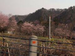 ４月３０日

国道２７４号線から滝ノ上公園の桜が見えました。
ここでも満開に近いようですが、時間と連れの都合で素通り・・・



