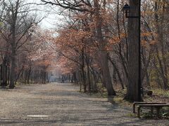 ５月２日　青葉公園

ここでもエゾヤマザクラがうっそうとした裸木の森でいち早く芽を吹いて花を咲かせています。

