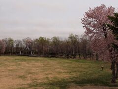 ５月３日　向陽台公園

芝生の広場簿周辺にエゾヤマザクラが咲いています。
この公園にはパークゴルフ場やテニスコート、アスレチック遊具などがあって、市民の憩いの場となっています。