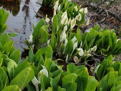 ４月２７日　恵庭／カリンバ自然公園の水芭蕉

桜が咲き出す頃の北海道は水芭蕉の咲く季節でもあります。
木道が整備されているので、花を間近に見ることが出来ます。


