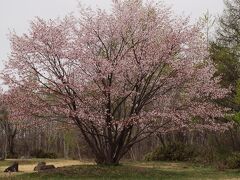 5月4日　千歳／百年記念の森

広場のようになったところのエゾヤマザクラ。
根元が幾本もの幹に分かれています！！