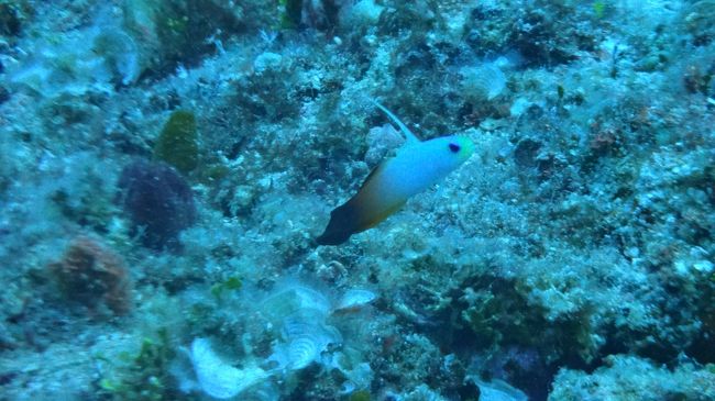 ハタタテちゃん。<br />流れに逆らうように同じ位置をキープする感じなので写真撮りやすいと思いきや、この子は割と警戒心強めなので近づくとすぐ地面に潜ってしまいます。<br /><br />尾の方は本当はオレンジです。