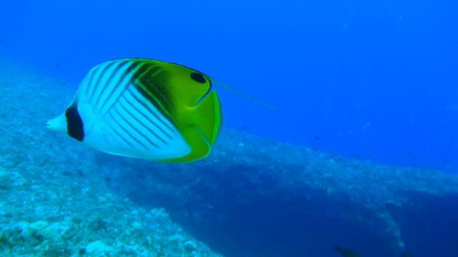 でもやっぱり深場はきれいです。<br /><br />グアムのダイビングスポットの付近にはアメリカ軍のグアム基地があり、場所によっては海底に薬莢が落ちてたりするんですが、この日は射撃訓練をやってたらしく発砲音が鳴ってました。<br /><br />翌日はグアムを母港とする原子力潜水艦が通りかかり通り過ぎるまで足止め食らったり…。