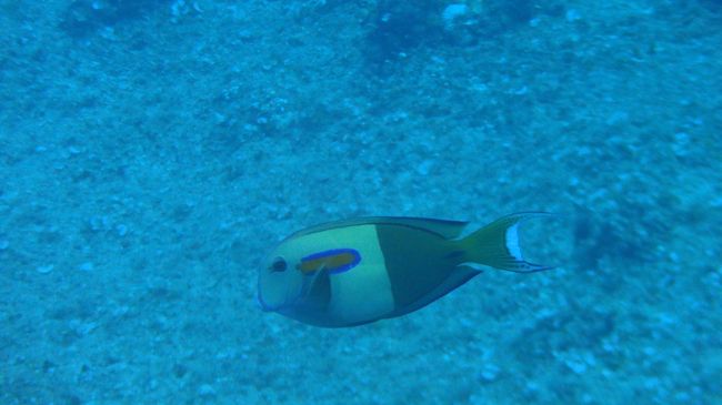 3本目、フィンガーリーフ。<br /><br />外洋の波が強いときとか、ここ浅場のなかでよく選ばれる気がします。<br />壮観なサンゴと魚はたくさんいるんだけど透明度は良くないし、浅すぎてここあんまり好きくナイ…。