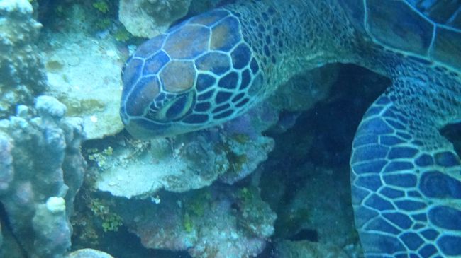でもカメいた。<br />ここでカメ見るのは初かも…？<br /><br />ガイドさんに、最近近隣にお住いのカメがいるらしいときいて探索。<br />サンゴの茂みにはまってお休みところでした。<br />近づいても逃げない。