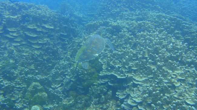 こちらはまた別の個体。<br />こっちは泳いでました。