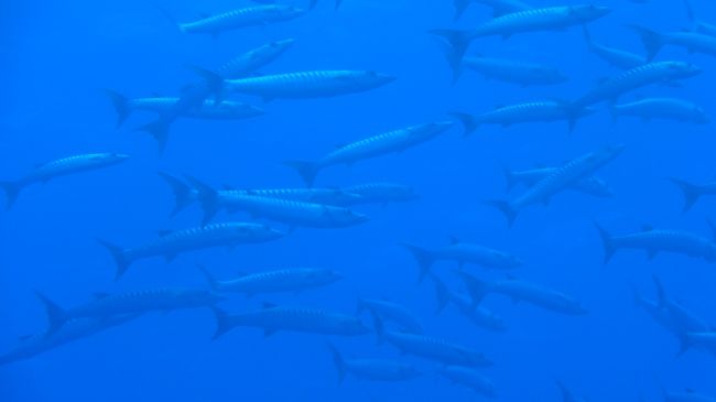 拡大するとこんなサカナ。<br /><br />結構でかい。<br />デカいくせに群れるとは…。