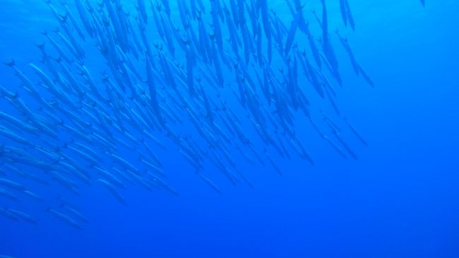 5月2日、1本目。ボーダーライン。<br /><br />ガイドさんがポイントの希望を聞いてくれたので、<br />・深場でブルーホールとクレバス以外で<br />・ドリフト好き<br />と伝えた所こちらへ。<br />わーい初だ！<br /><br />だいたいの場合ブルーホールとクレバスを深場に持ってきてほかを浅場ですますパターンが多いのです。<br /><br />で、ここは何も出なかったらただのドリフトで、出ればバラクーダの群れ、という賭けポイントのようです。<br />正直ポイント選ぶ方も何にも出なかったことを考えると希望がなければいかないんだろうなー。黙っててもブルーホールとクレバスなら見どころあるもんねー。<br /><br />でも、バラクーダの群れ発見！<br />終始うろうろしてたので写真とりまくりー☆