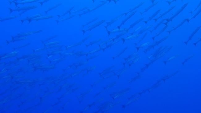 この青だよ！<br />たとえ何も出なかったとしてもフィンガーリーフよりこっちのが好きだー！<br /><br />ちなみにドリフトでした。<br />海面に浮きながら船を待つ間、海中を見ると日の光がひたすら青の中で拡散減衰していって消失点が見える。怖いけど美しい。<br /><br />※ドリフトは、海に流れがあるときにそのまま流れに乗って行っちゃって、最初の位置に戻らず、船に迎えに来てもらうスタイルのダイビングのこと。赤い浮き具を浮かせて船に気づいてもらいます。