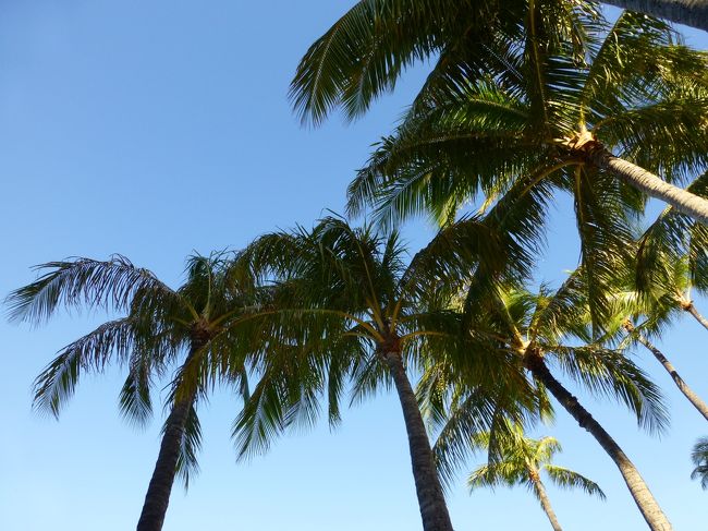 ヤシの木〜。
