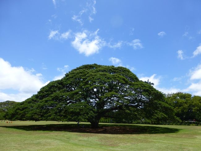 この木なんの木気になる木〜♪<br /><br />子供の頃から見てきた日立のＣＭ。<br />実際の目で見れて嬉しい！！