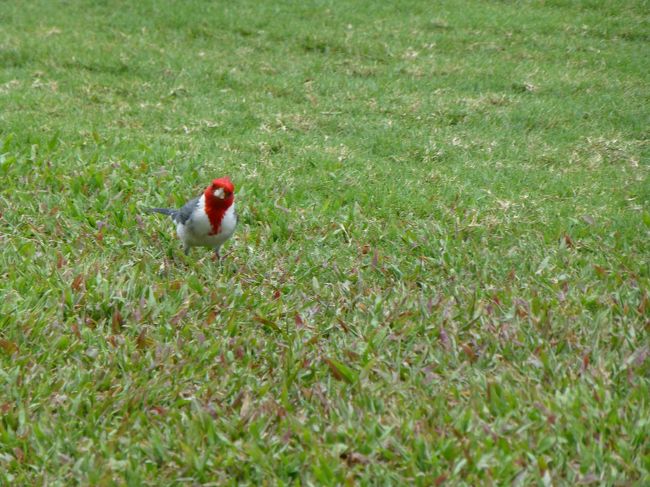 赤い頭のレッド・クレステッド・カーディナル。<br /><br />かなり近くまで寄ってきます。