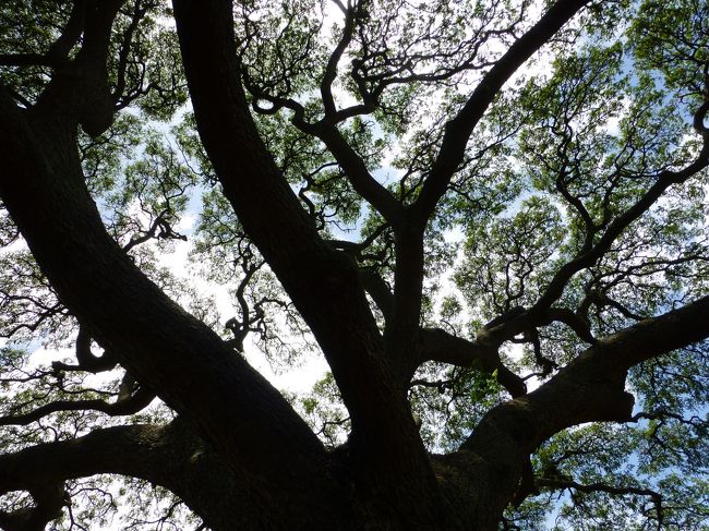 木の内側から。<br /><br />すごい太い幹でした。