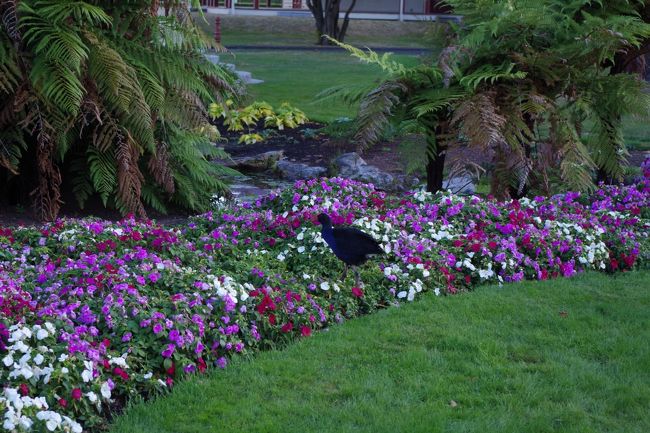 ガバメント・ガーデン<br />赤いくちばしのタカヘ<br />