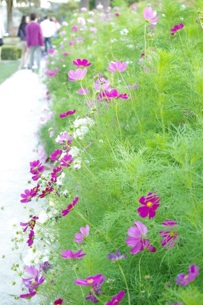 コスモスが満開です