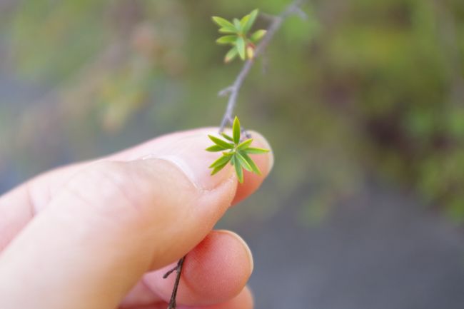 マヌカの葉っぱ<br />手でこすると匂いがします