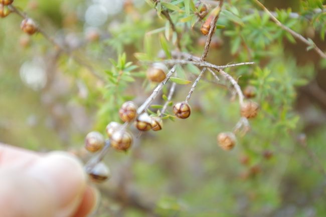 マヌカの花の時期は、終わってました