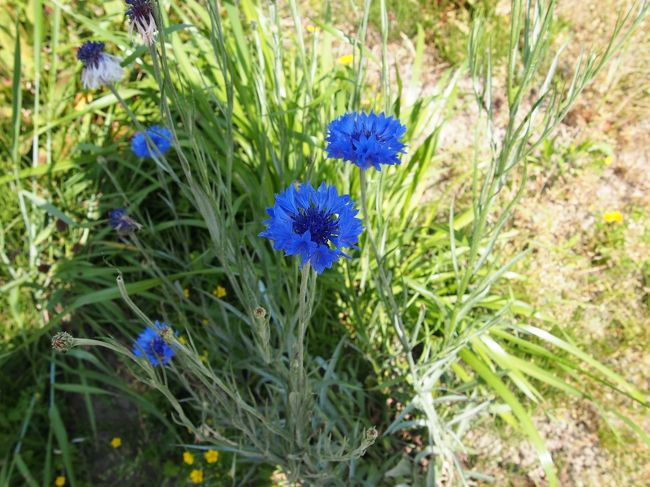 矢車草。<br /><br />この色合いが好き。