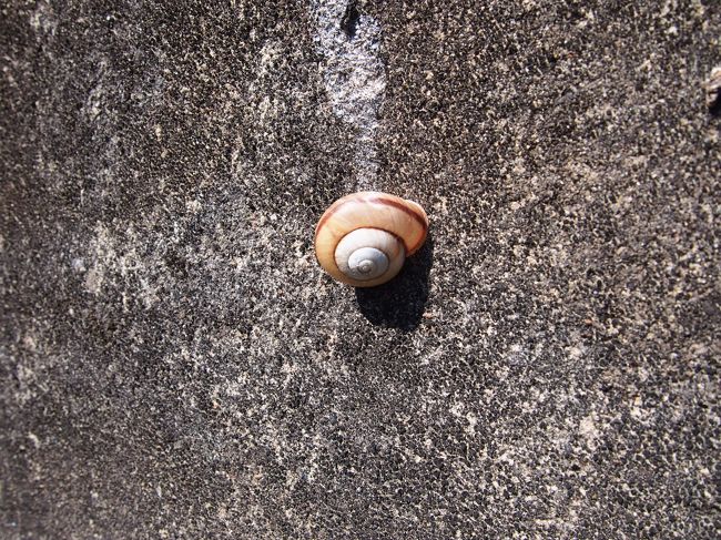 カタツムリ！！<br /><br />久々に見たな〜<br /><br />しかも結構大きかった。