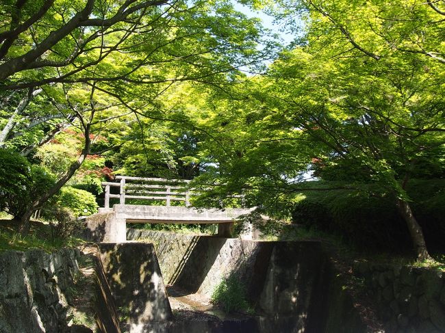 九品寺を目指します。<br /><br />カエデ。<br />紅葉の時期は見事なのでしょう。