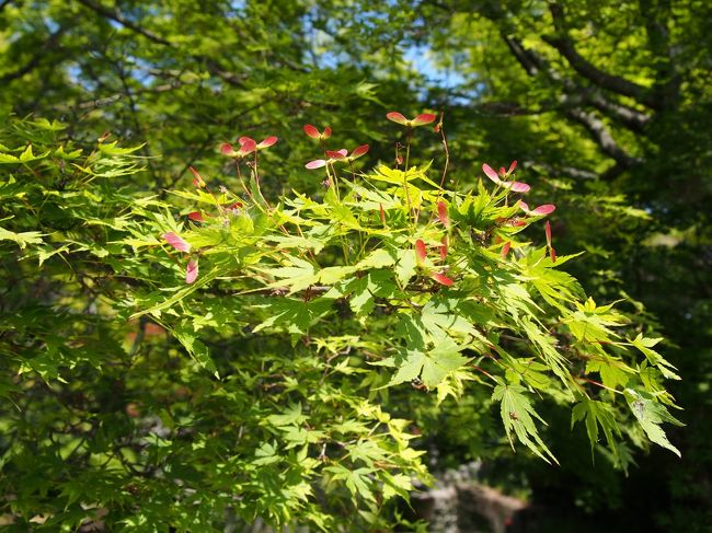 赤いのはカエデの実かな？
