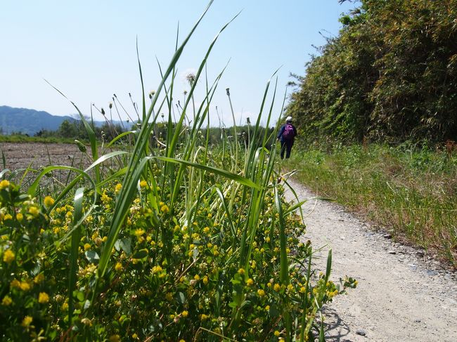 秋にはコスモスや彼岸花が咲いて見事なんだそうです。