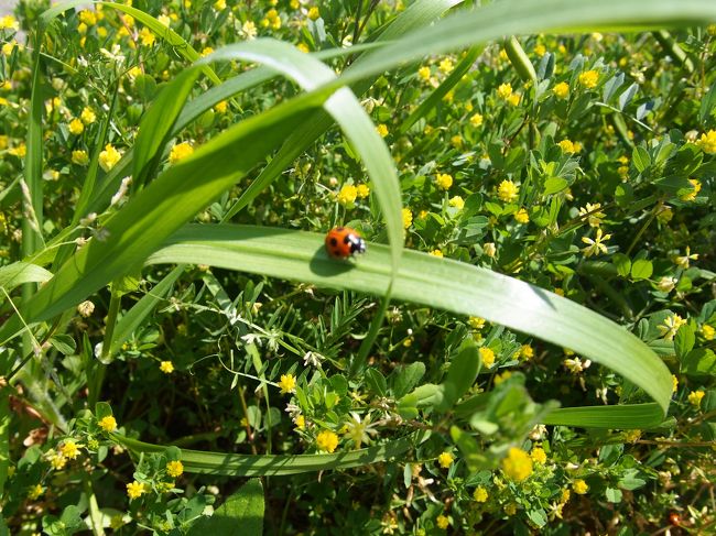 テントウ虫を見たのも久々。<br /><br />こうしてみると、子どもの時に見ていた自然が身近から無くなっていることに気づかされます。