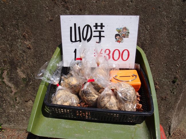 山芋が売っていました。