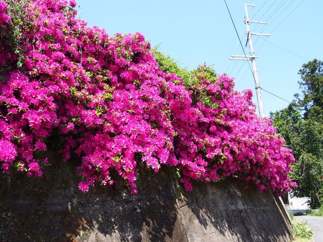 若干　野性化したツツジが満開。<br /><br />