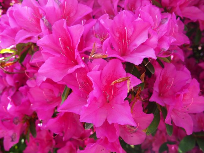 ツツジ独特の甘い香りが漂っていました。