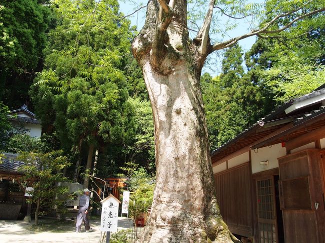階段を登るとまず目に飛び込んでくるのが、この木。<br /><br />無串子（むくろじ）という木で樹齢６５０年だそう。