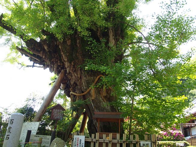 ご神木の乳銀杏。<br /><br />樹齢1200年だそうです。