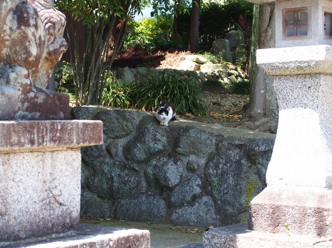 ねこ発見！<br /><br />すごい勢いで逃げられました・・・