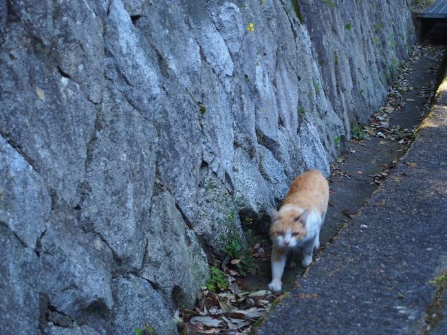 神社を出たところで　またも猫ちゃん。<br /><br />こっちに向かって来る〜♪<br /><br />と思ったら、脇を凄い勢いで走り去られました・・・