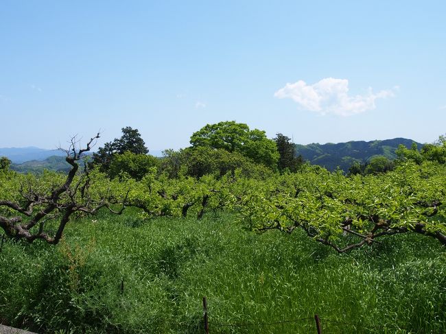 どうにかこうにか行程の３分の２くらいの距離まで来ました。<br /><br />次に向かう高天彦神社の場所が分からなくなり、たまたまお庭で洗濯物を干していたお母さんを見つけ道を訊くことに。<br /><br />「ここから３０分以上歩きますよ〜」と言われガックリ。。<br /><br />写真は柿の木。<br />これから実を付けるのね。