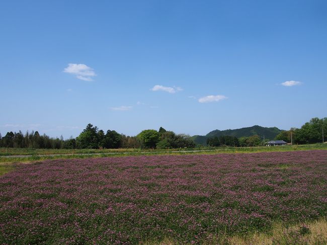 れんげ畑と青空。<br /><br />