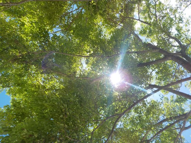 ああ、南国に来たな〜〜って。