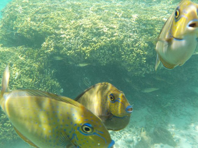 黙って立ってりゃ魚は勝手に寄ってくる。