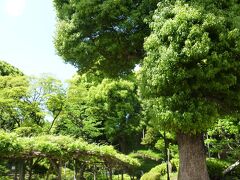 腹ペコのまま谷中を逃れ、千駄木駅へ

途中、道の向こうに新緑が・・・

