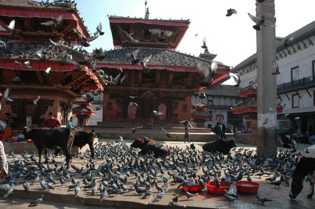 ダルバール広場。ハトがいっぱい…