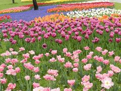 　次に、隣にある海の中道海浜公園で催されている「フラワーピクニック」に出かけた。広い公園の中は春の花でいっぱいで、池の周りのチューリップガーデンは、色とりどりのチューリップ（２０万球、１７０品種あるらしい）が今を盛りに咲いていた。中央の花時計のすぐそばにあった「フラワーミュージアム」は、古城に咲く花というイメージで、モネの庭に勝るとも劣らない素敵な庭が造られていた。折しも、春らんまん、どの花も春の季節を歌うように、可憐にあるいは華やかに咲き誇っていた。花の好きな私は、花に囲まれて幸せな気分に浸った。大観覧車の下には、ネモフィラという名前の瑠璃色の小さな花がまるで青い海のように広々と咲いていた。１時間ほどの公園散策だったが、花の美しさに圧倒されたし、同時に大いに癒された。
 　
↑海の中道海浜公園　チューリップガーデン