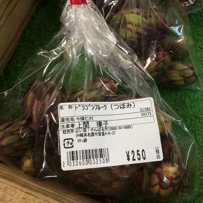 ドラゴンフルーツのつぼみ<br /><br />食べるんだ〜